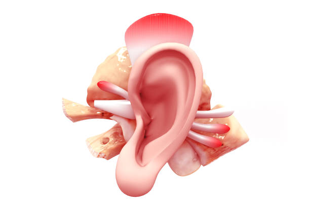 pinna reconstruction